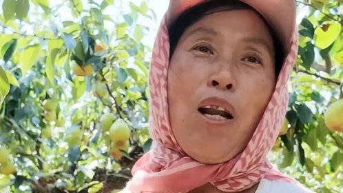 果然视频|莱阳古梨树结出多少乡愁,是祖辈的根脉,是爸妈的辛苦